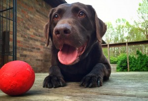 Ryker-Man posing with his ball. He was rewarded with a game of fetch for sitting pretty for me. :) Even at 8 years old, this picture reminds me that he's still very much a puppy at heart. Aren't all Labs?