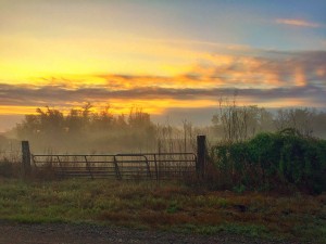 "Gateway to the Light" A beautiful sunrise this morning with a touch of fog.