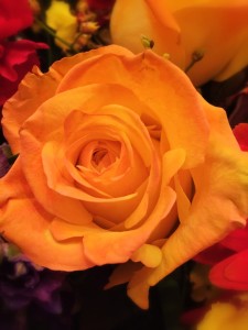 A beautiful yellow rose from a funeral flower  arrangement. Especially in a time of grief, it's important to remember the beauty in the world and in our lives.