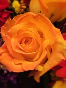 A beautiful yellow rose from a funeral flower arrangement. Especially in a time of grief, it's important to remember the beauty in the world and in our lives.