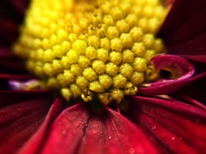 Macro is one of my favorite ways to practice photography. There's beauty in the smaller, more intimate details. 