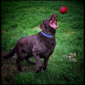 "Playing Catch" Enjoying the afternoon with Ryker.