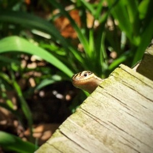 "Peek-a-Boo" One of my many lizard buddies that hang around outside on my deck.